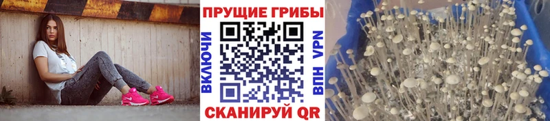 Купить закладки  Западная Двина  Галлюциногенные грибы ЛСД 
